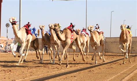 منافسات قوية لسنّ الفطامين في ميدان الذيد صحيفة الخليج