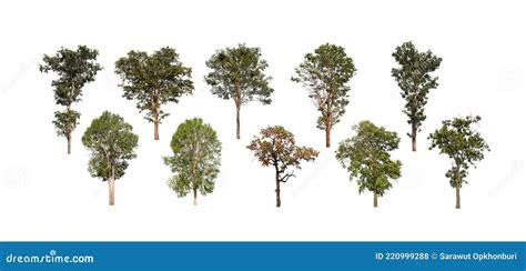 Set Of Isolated Trees On White Background The Collection Of Tree