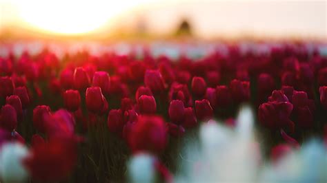 Tulips Wallpapers Photos And Desktop Backgrounds Up To 8k