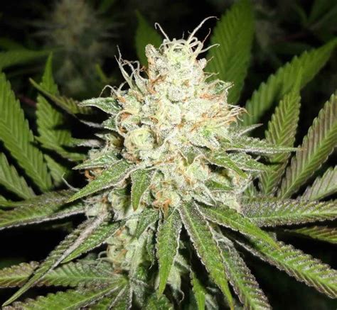 Cherry Og Feminized Seeds Compare Cannabis Prices And Strains
