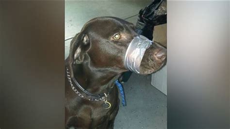 Woman Charged With Animal Cruelty After Taping Dogs Mouth Posting