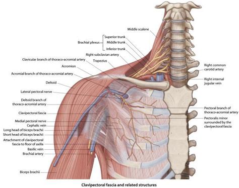 Supraclavicular Nerve Block Ultrasound Guided Technique