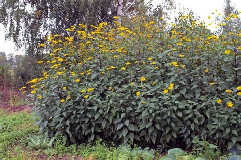 Jerusalem Artichoke Care Harvest And Use Plantura