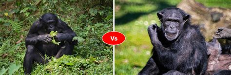 Chimpanzee Vs Bonobo Difference Comparison Who Will Win The Fight
