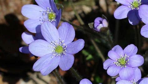 Hepatica Uses And Benefits As A Healing Plant