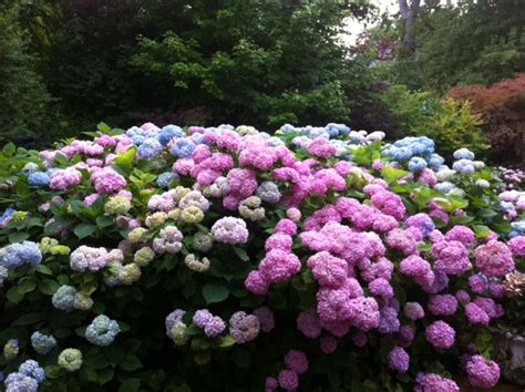 More Is More Hydrangeas That Bloom All Summer Espoma