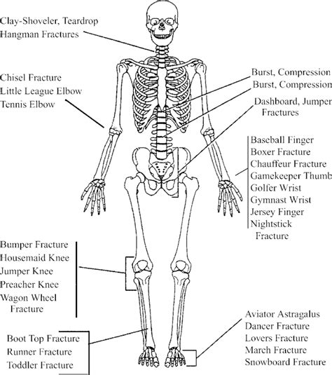 In human biology/ anatomy we have three body position recognized for study purpose. Drawing of a skeleton standing in standard anatomic ...