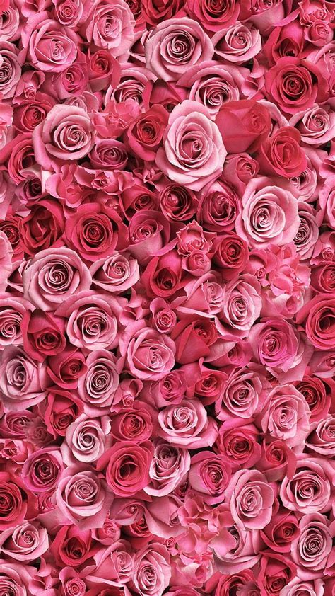 Rose Flower Flowers Romance Roses Valentine Valentines Day Hd