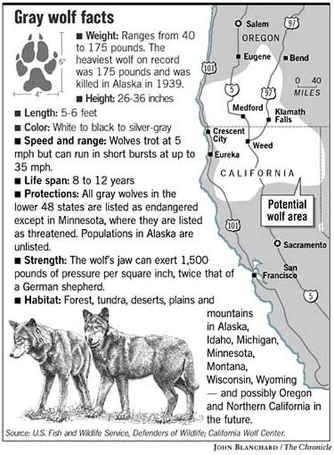 Gray Wolf Facts Wolf Facts Wolf Spirit Animal Grey Wolf