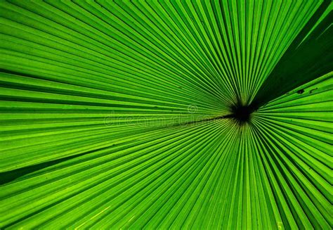 Fragment Of A Tropical Palm Leaf Close Up Indonesia Sulawesi Stock
