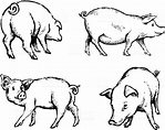 Hand drawn illustration of some pigs in a few different poses. | Pig ...