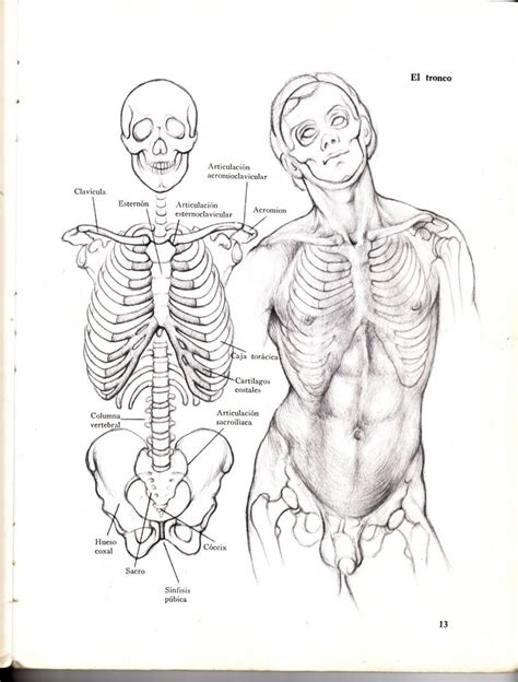 Dibujo Anatómico De La Figura Humana Hun Human Anatomy Drawing Anatomy