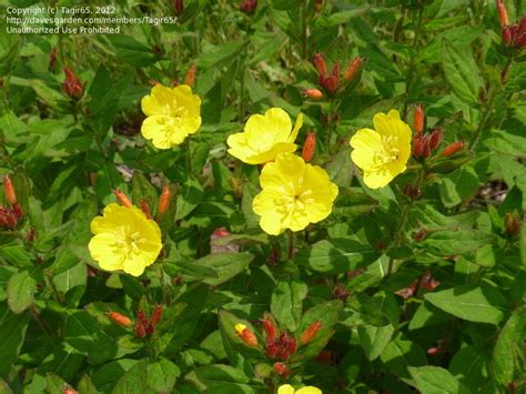 Yellow hardy yarrow perennial blossom clusters. Plant Identification: CLOSED: Yellow Flower , 1 by Tagir65