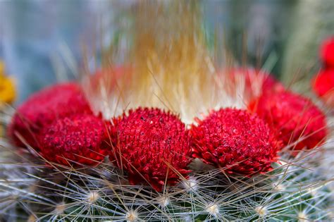 Free Images Nature Prickly Desert Bloom Produce Botany Flora