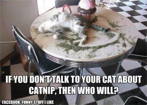 Because cats do respond to catnip again and again, the herb can be a powerful training aid. Talk to Your Cats About Catnip! - Marion's Superkitty ...