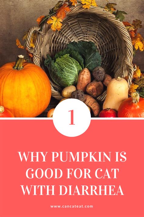 However, you need to identify the root cause of diarrhea before selecting the best cat food for diarrhea. can cats eat pumpkin with diarrhea. you could add pumpkins ...