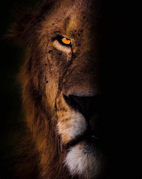 Pin By Teresa Warner On True Strength Lion Pictures Lion Wallpaper