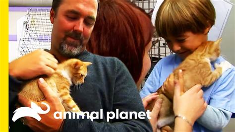 Are You Thinking Of Adopting A Kitten From A Shelter Cats 101 Youtube
