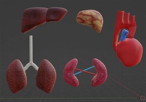 3d Model Low Poly Organs Vr Ar Low Poly Cgtrader