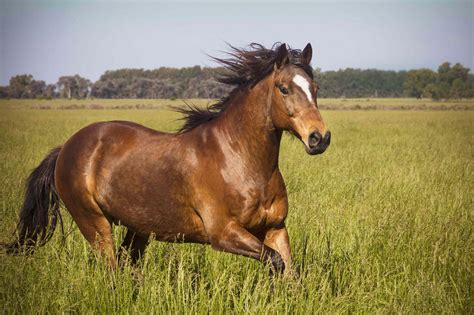 Why Turnout Is Important For Your Horse