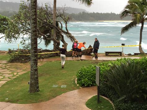Hawaiian Locals Posing In Front Of A Fallen Tree During Heavy Storm On