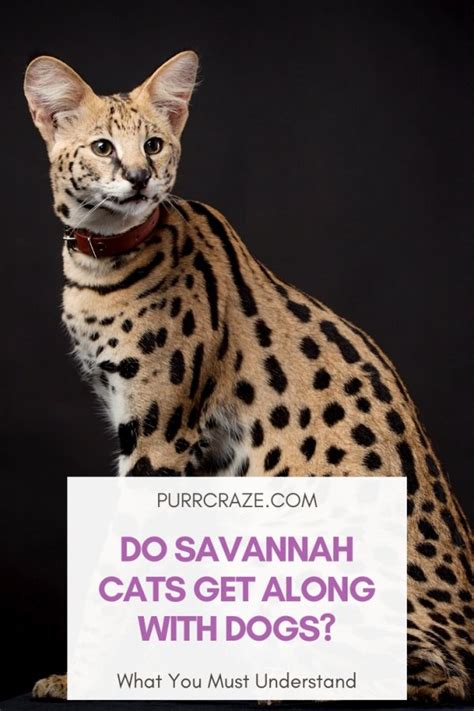 33 Top Images F2 Savannah Cat Size These 4 Facts Show That Savannah