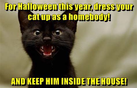 Lolcats Halloween Lol At Funny Cat Memes Funny Cat
