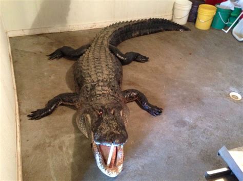 Huge 660lb Alligator Caught In South Georgia Gafollowers
