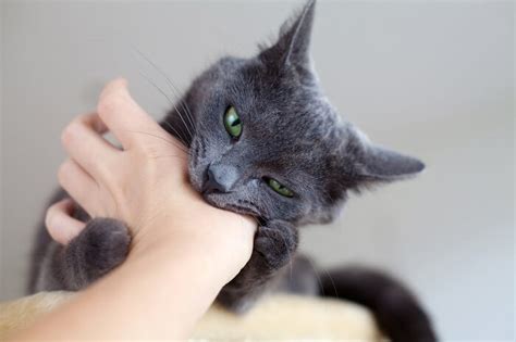 Cat Bite Infection Signs Symptoms Treatment With Pictures Cats Com