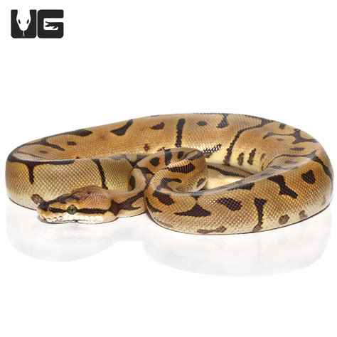 Yearling Leopard Spider Ball Pythons Python Regius For Sale