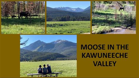 Moose Everywhere In The Kawuneeche Valley Of Rocky Mountain National