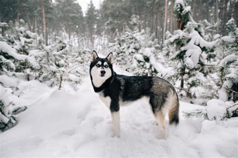 Beautiful Siberian Husky Dog Walking In Snowy Winter Pine Forest Free