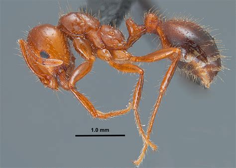 Fire Ant Control In Commercial Fruits Nuts And Vegetables