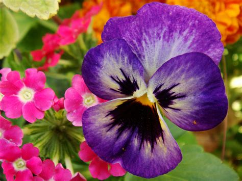 Top Ten Most Beautiful Flowers Asveth