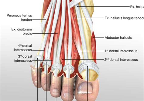 Foot Medial Muscles Illustration Images And Pictures