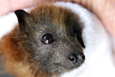 Flying Foxes Die In Heat Babies Orphaned Illawarra Mercury