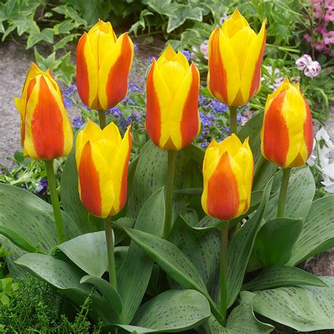 Buy Tulip First Love J Parker Dutch Bulbs