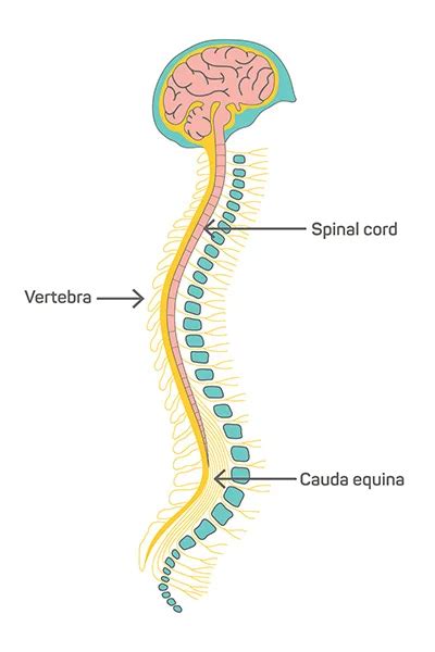 Spinal Cord Structure And Function