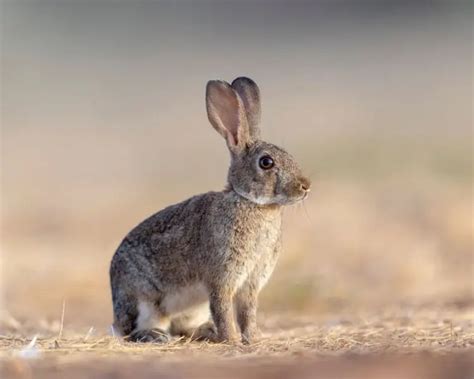 European Rabbit Facts Diet Habitat And Pictures On Animaliabio