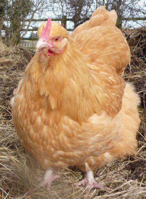 Orpington For Sale Chickens Breed Information Omlet