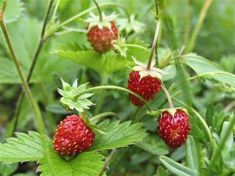 What Do Strawberry Plants Look Like Plant Ideas