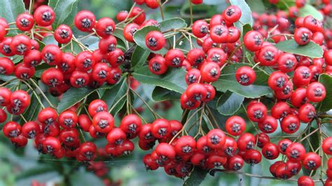 Holly Berries Free Stock Photo Public Domain Pictures