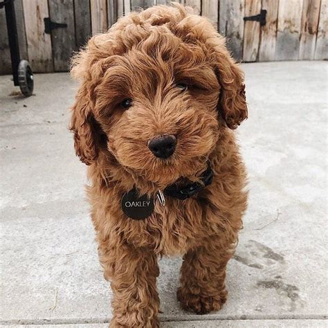 Miniature Goldendoodle Puppies For Sale Near Me