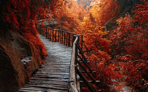 Nature Landscape River Forest Fall Walkway Path Trees Leaves