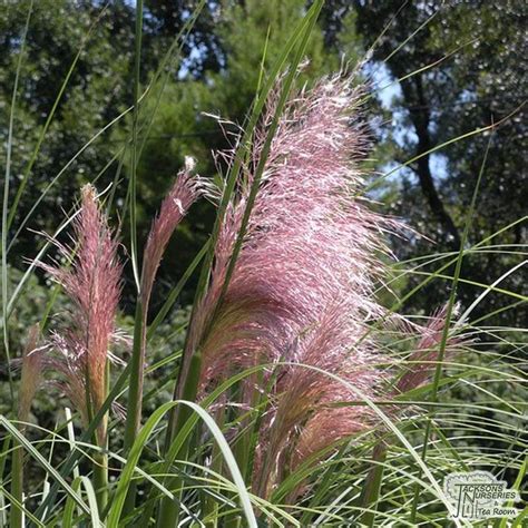 Buy Cortaderia Selloana Rosea Pink Pampas Grass In The Uk