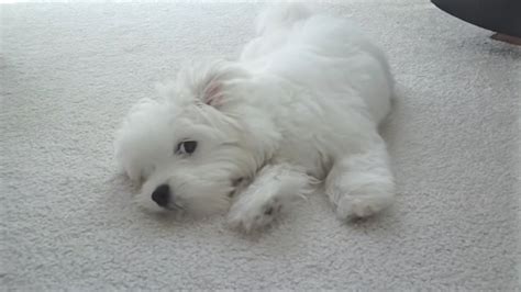 Video Coton De Tulear Puppy Playing Doggie Outpost