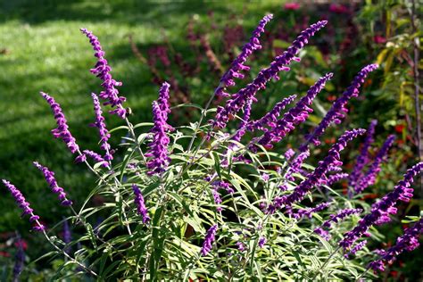 All Purple Mexican Bush Sage Salvia Leucantha Santa Barbara Mexican