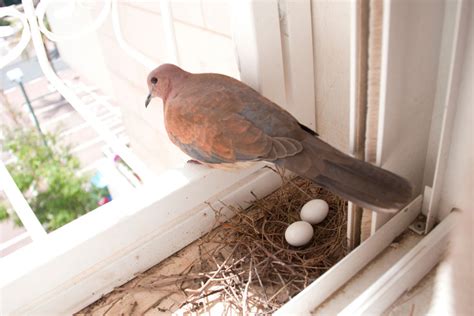 How Long Do Pigeon Eggs Take To Hatch Ne Pigeon Supplies
