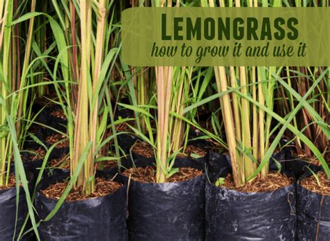 Lemongrass is an aromatic tropical plant with long, slender blades. Lemongrass - How to Grow it and Use it |The Prairie Homestead