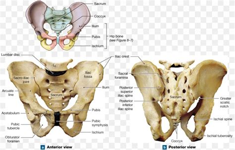 Posterior cranial fossa | skull anatomy. Pelvis Hip Bone Human Skeleton Shoulder Girdle, PNG ...